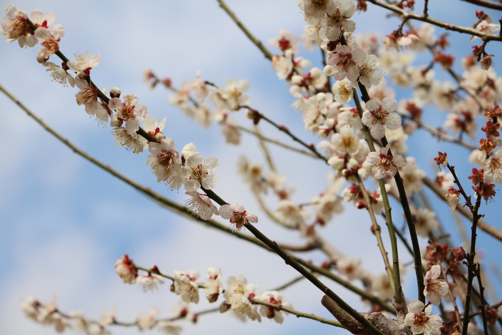 修善寺旅行記～ロケ地巡りと梅の花～